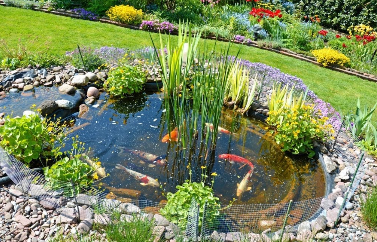 Pond Expert: Professional Knowledge for Sustainable, Healthy, and Beautiful Ponds