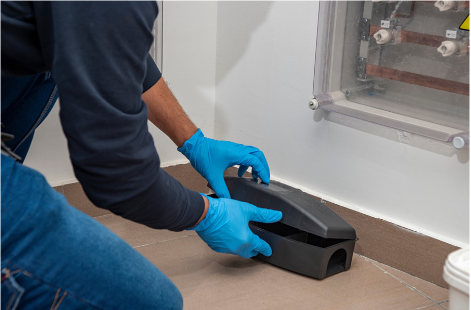 When Small Pest Problems Become Expensive Property Emergencies