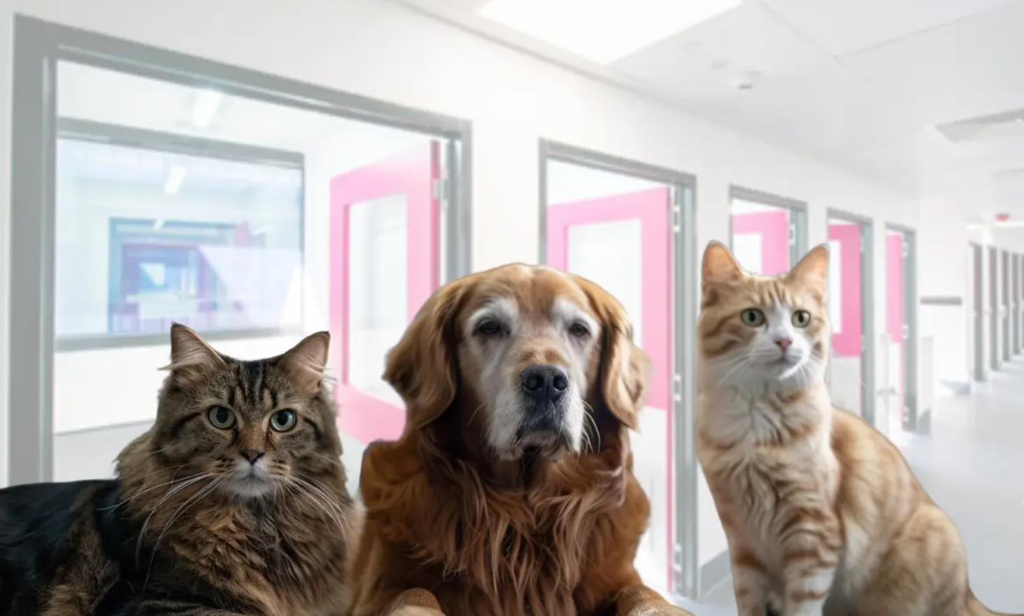 The Role of a Professional Pet Relocation Service in Obtaining a Health Certificate for Dogs
