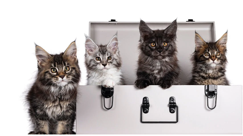 How to Choose the Best Self Cleaning Litter Box for Maine Coons