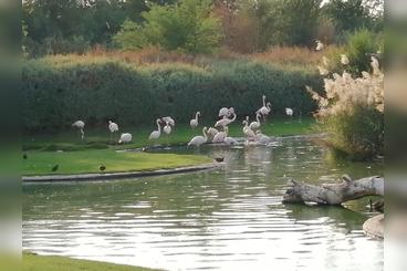 Wasit Wetland Centre - Sharjah