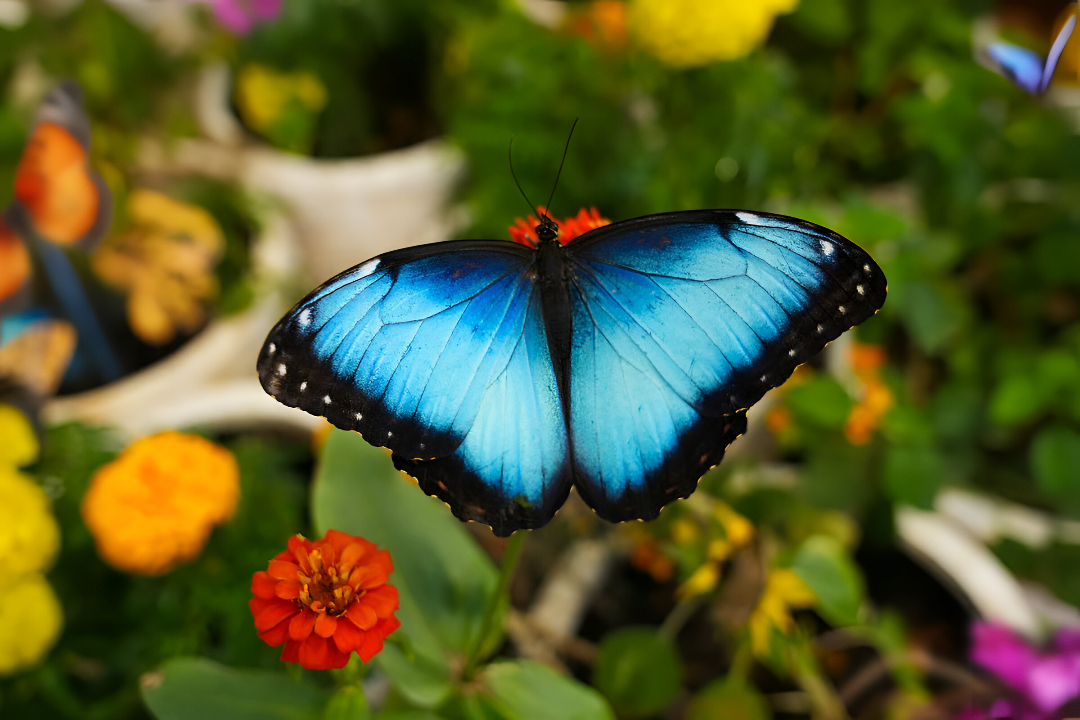 Butterfly Garden to Open in Abu Dhabi This Week as the City’s Newest Indoor Wildlife Attraction