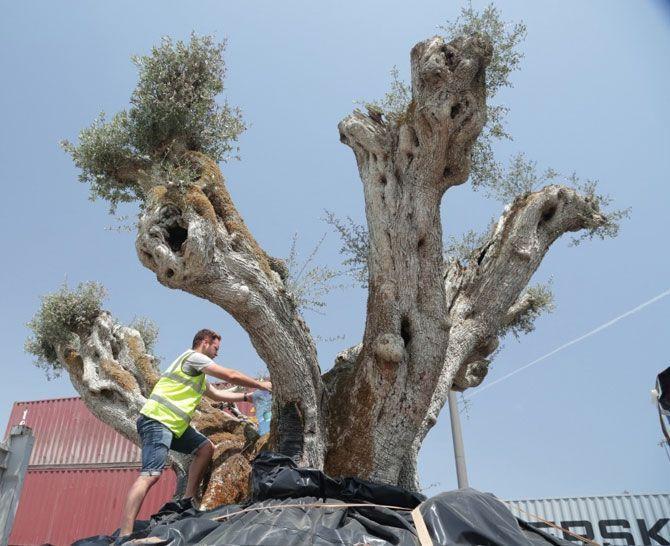 Centuries-old olive trees to be replanted at new Dubai residential project