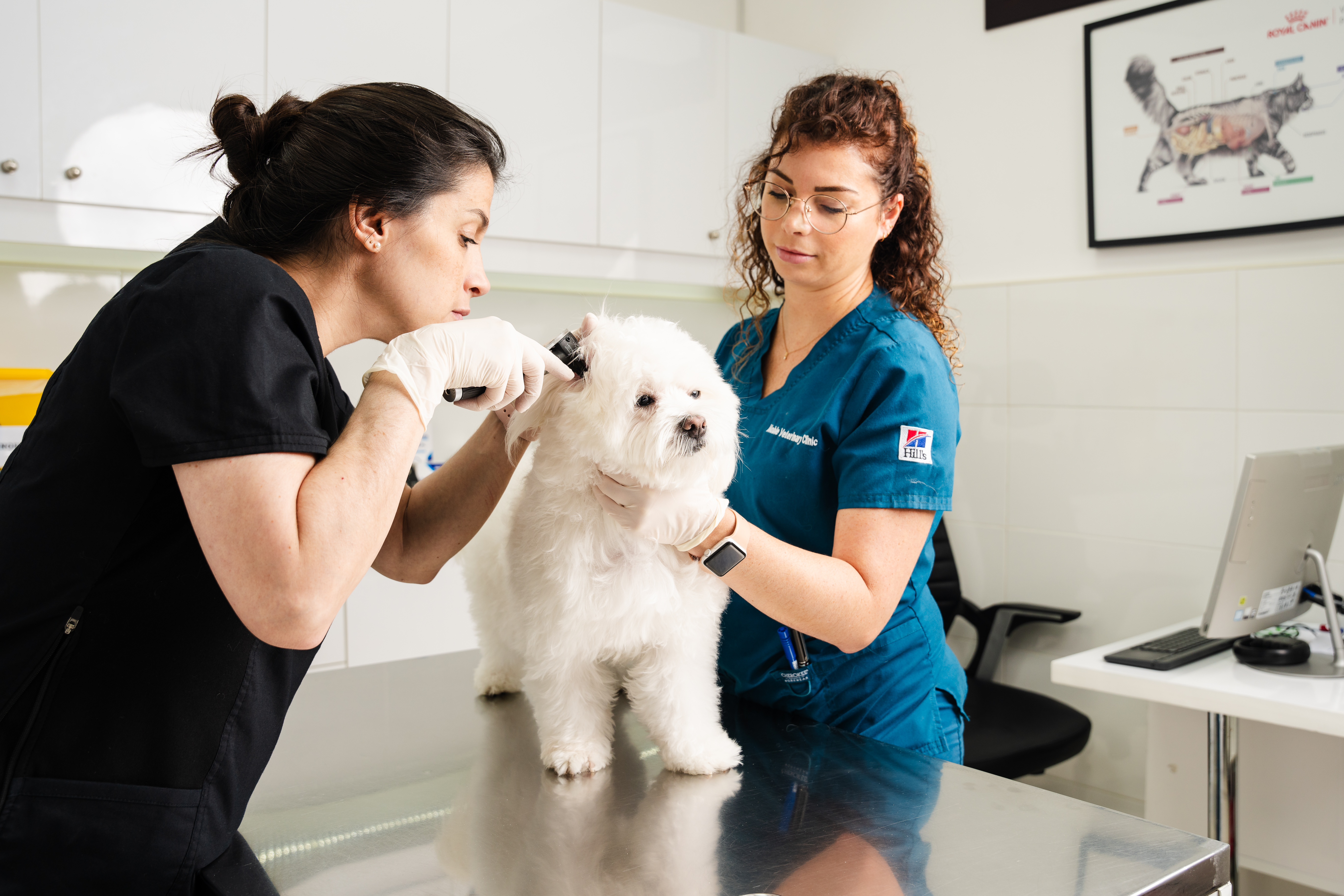Top 3 Veterinary Hospitals in Dubai 2025: Trusted Care for Pets