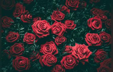 The Most Romantic Flowers for Your Girlfriend