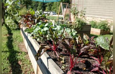 Image Source Starting Your Own Vegetable Garden At Home; An Introductory Guide