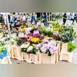Are You In An Idea Opening A Flower Store in Dubai?