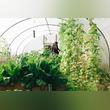 Vegetable Gardens and Organic Manure Improves Yields