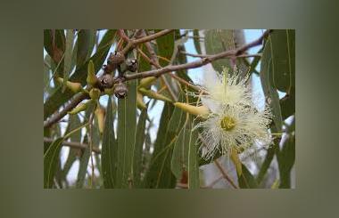 Uses of Eucalyptus as a Medicine