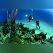 Experience Scuba Diving in Dubai