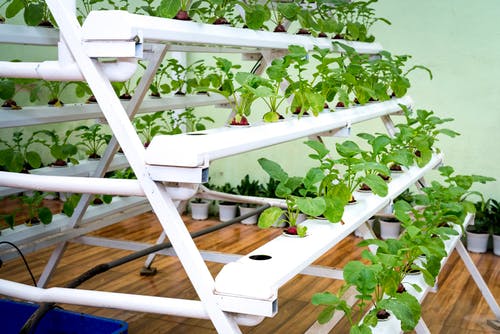 Greenhouse And Its Advantages