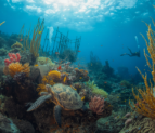 Dubai Reef: Reviving Marine Life with Artificial Reefs