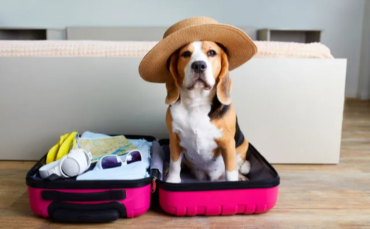 Your Ultimate Guide to a Seamless Pet Move to Europe: Everything You Need to Know