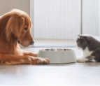 Best Diet Trends for Cats and Dogs in 2026