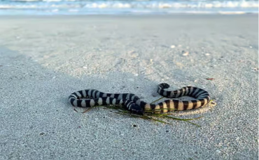 UAE Residents Urged to Help Rescue Stranded Sea Snakes on Beaches