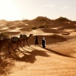 Which Desert Safari Is Best in Dubai? A Local Expert’s Honest Guide