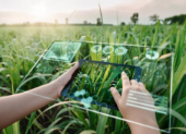 AI for farmers: UAE develops free tool trained to solve crop-specific issues