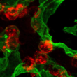 Mayo Clinic discovery reveals how lungs repair themselves, opening doors for regenerative therapies