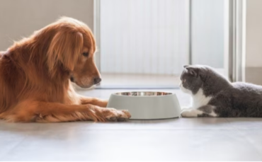 Best Diet Trends for Cats and Dogs in 2026
