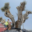Centuries-old olive trees to be replanted at new Dubai residential project