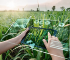 AI for farmers: UAE develops free tool trained to solve crop-specific issues