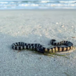 UAE Residents Urged to Help Rescue Stranded Sea Snakes on Beaches