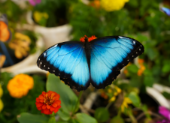 Butterfly Garden to Open in Abu Dhabi This Week as the City’s Newest Indoor Wildlife Attraction