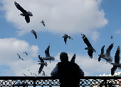 Seagulls in the UAE: Understanding Their Growing Presence and Behavior