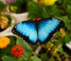 Butterfly Garden to Open in Abu Dhabi This Week as the City’s Newest Indoor Wildlife Attraction