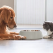 Best Diet Trends for Cats and Dogs in 2026
