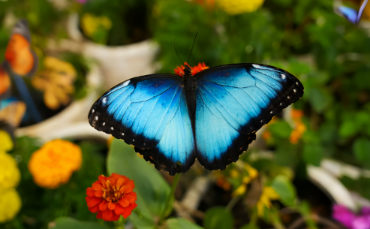 Butterfly Garden to Open in Abu Dhabi This Week as the City’s Newest Indoor Wildlife Attraction
