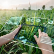 AI for farmers: UAE develops free tool trained to solve crop-specific issues