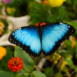 Butterfly Garden to Open in Abu Dhabi This Week as the City’s Newest Indoor Wildlife Attraction
