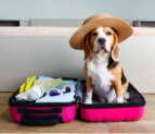 Your Ultimate Guide to a Seamless Pet Move to Europe: Everything You Need to Know