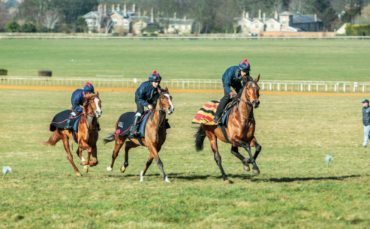 British Stud Farm Sale Built Foundation for Dubai Racing Dynasty