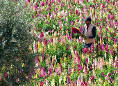 The Blooming Vision: How One Emirati Farmer is Turning the UAE into a Floral Wonderland