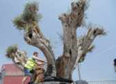 Centuries-old olive trees to be replanted at new Dubai residential project