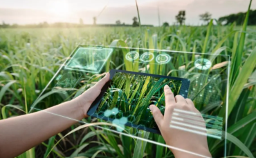 AI for farmers: UAE develops free tool trained to solve crop-specific issues