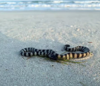 UAE Residents Urged to Help Rescue Stranded Sea Snakes on Beaches