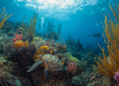 Dubai Reef: Reviving Marine Life with Artificial Reefs