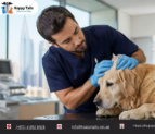 Where to Find the Best Pet Dermatology Services in Dubai Near You
