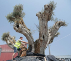 Centuries-old olive trees to be replanted at new Dubai residential project