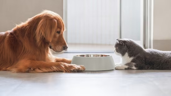 Best Diet Trends for Cats and Dogs in 2026