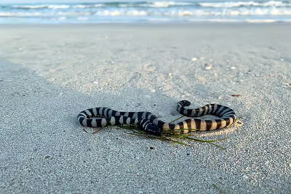 UAE Residents Urged to Help Rescue Stranded Sea Snakes on Beaches