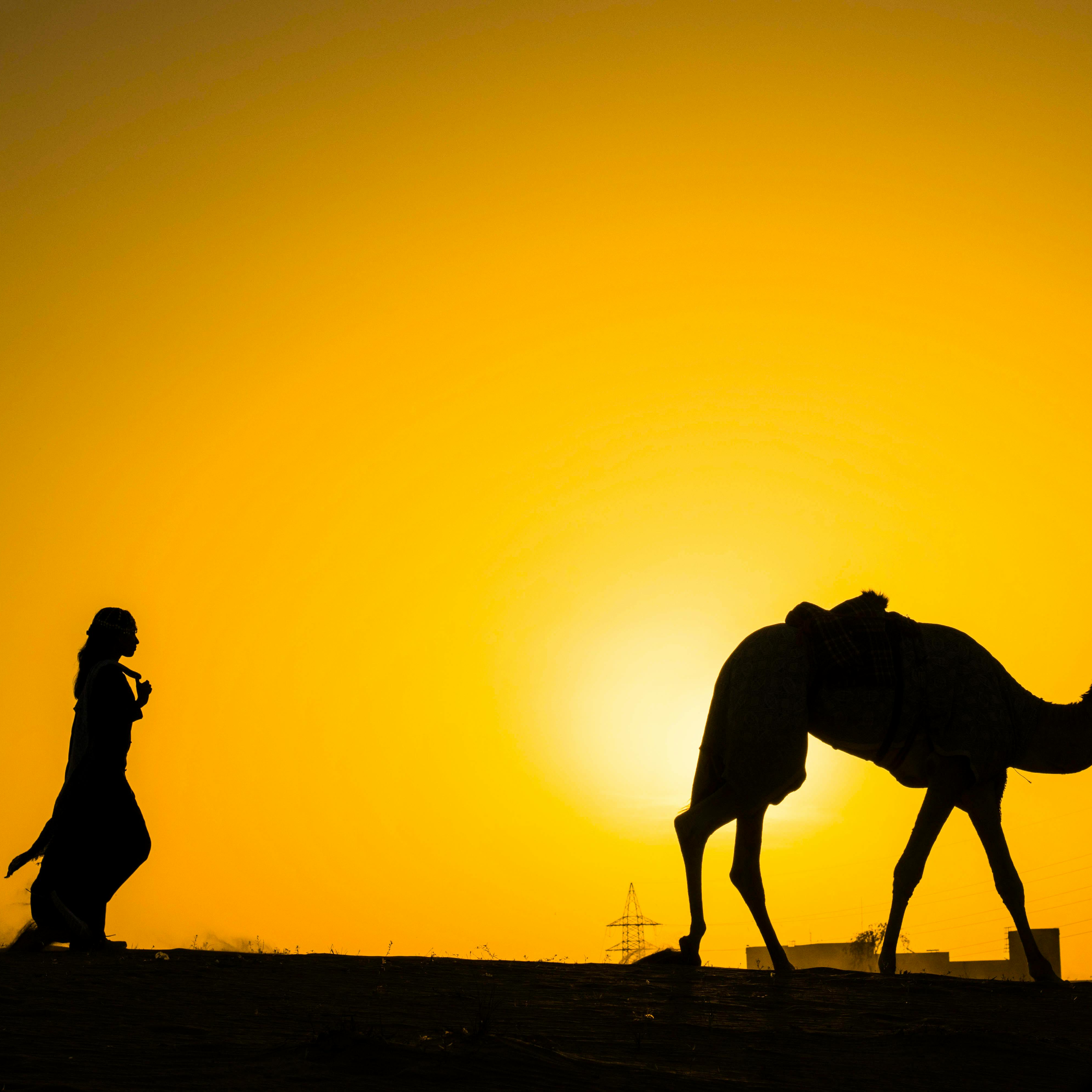 Dubai Desert Camel Walk: A Unique Adventure Through the Sands