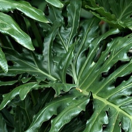 Image 2 Thumbnail