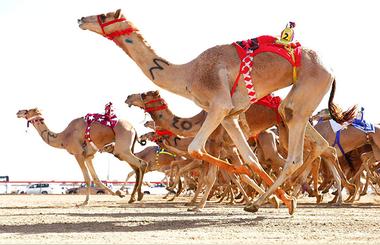 Al Marmoom Heritage Festival