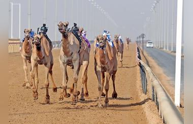 Camel Racing at Al Marmoom