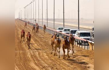 Camel Racing at Al Marmoom