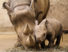 Rare White Rhino Calf Salam Born At Dubai Safari Park Amid Regional Tensions